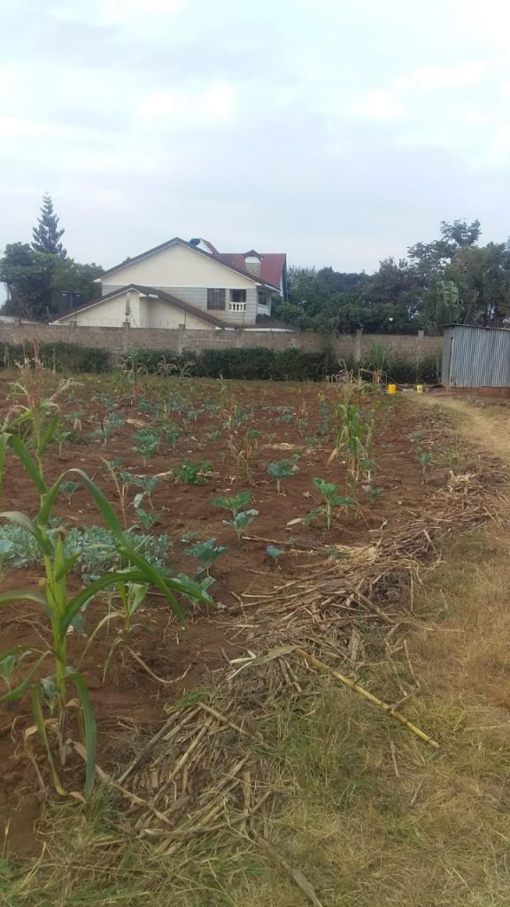 Plot for sale Membley ruiru
